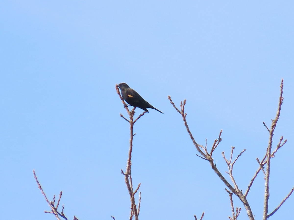 Красноплечий трупиал - ML644895717