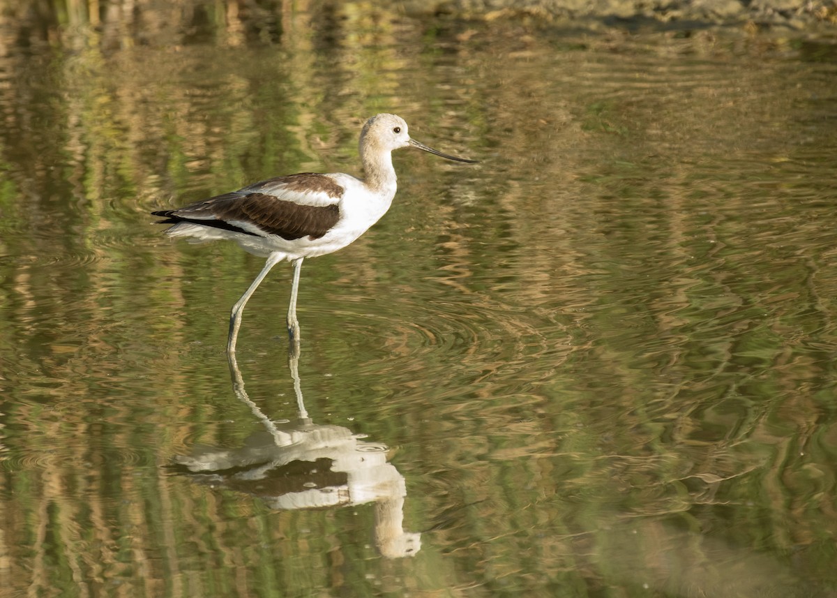 American Avocet - ML644895721