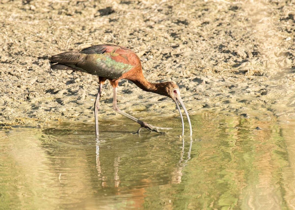 White-faced Ibis - ML644895737
