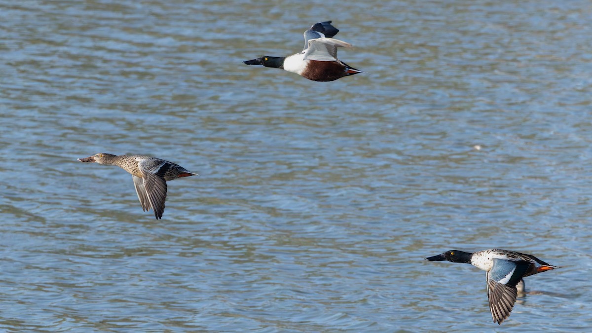 Mestolone - ML644895745