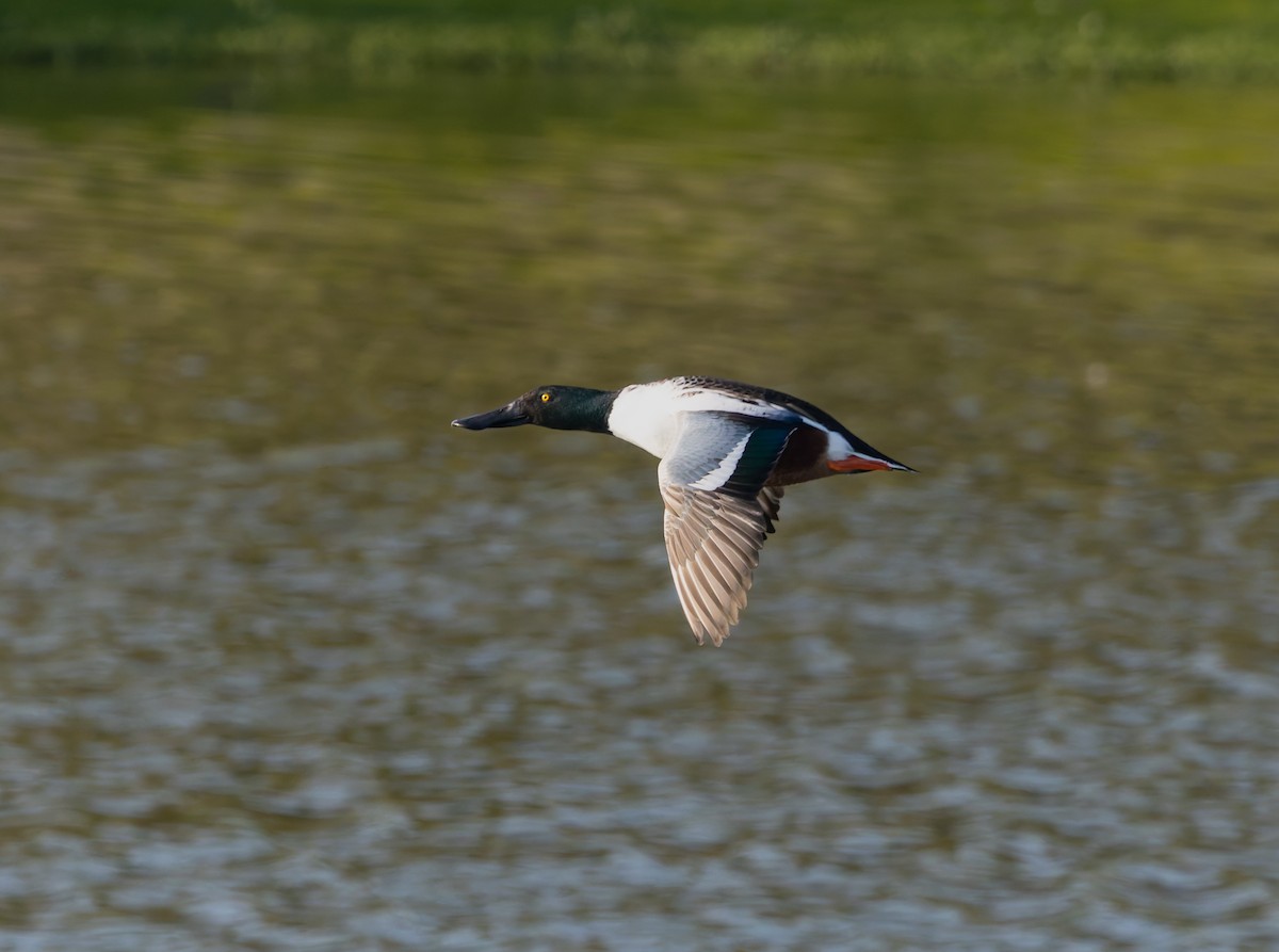 Mestolone - ML644895760