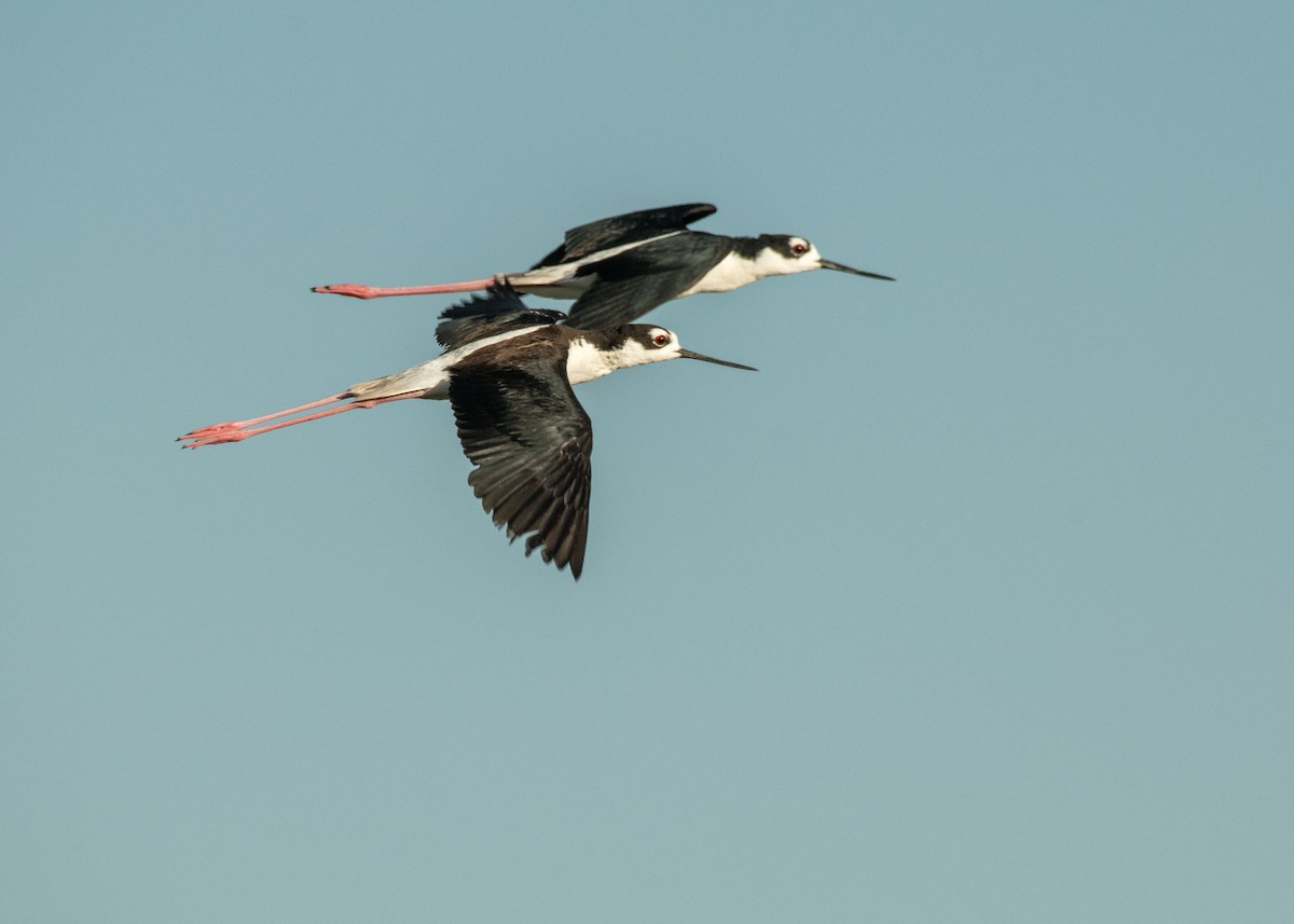 Black-necked Stilt - ML644895773