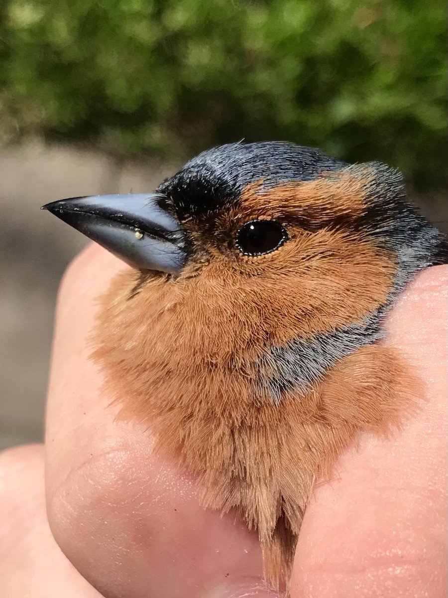 Common Chaffinch - ML644895786