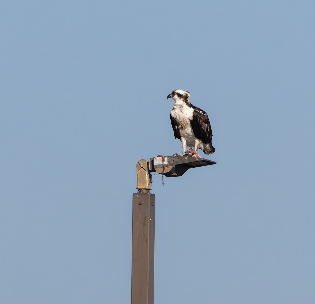 Falco pescatore - ML644895797