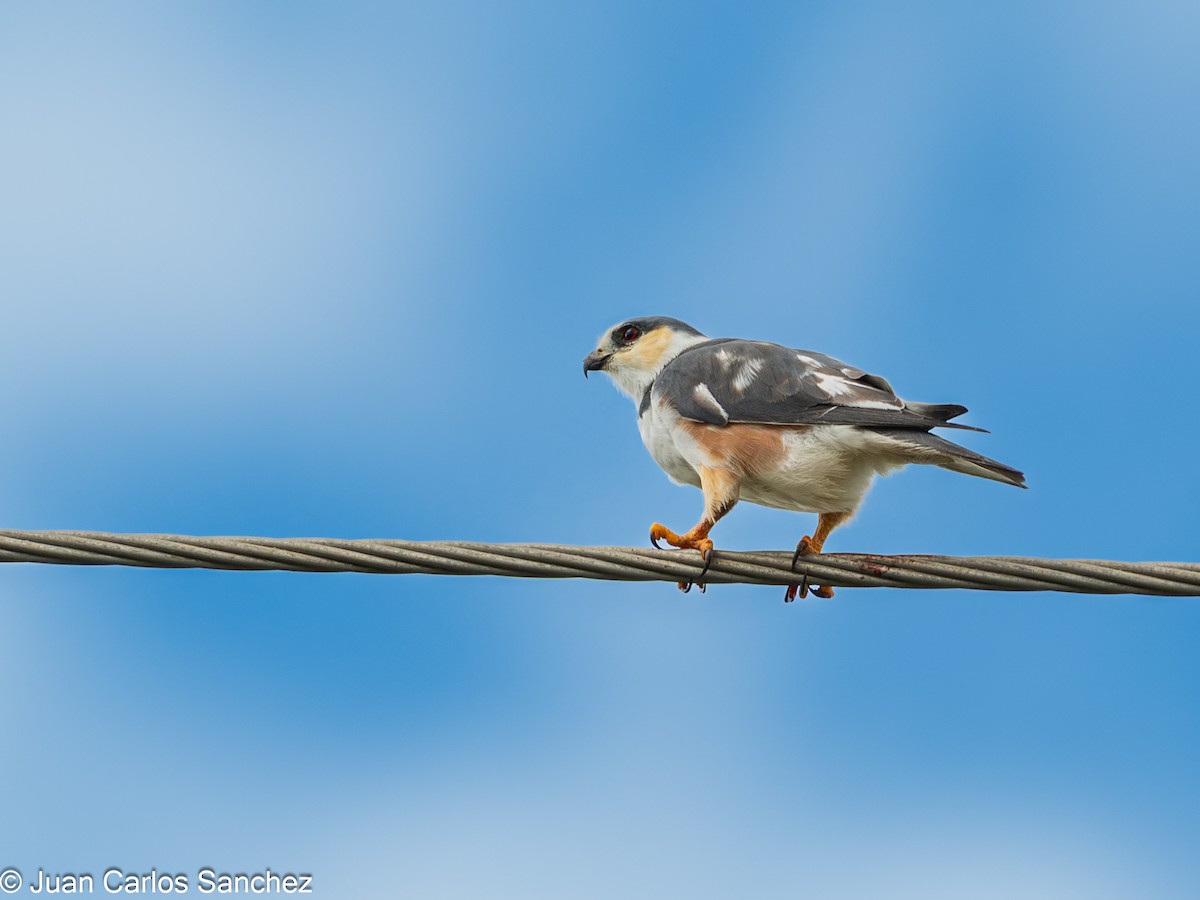 Élanion perle - ML644895803