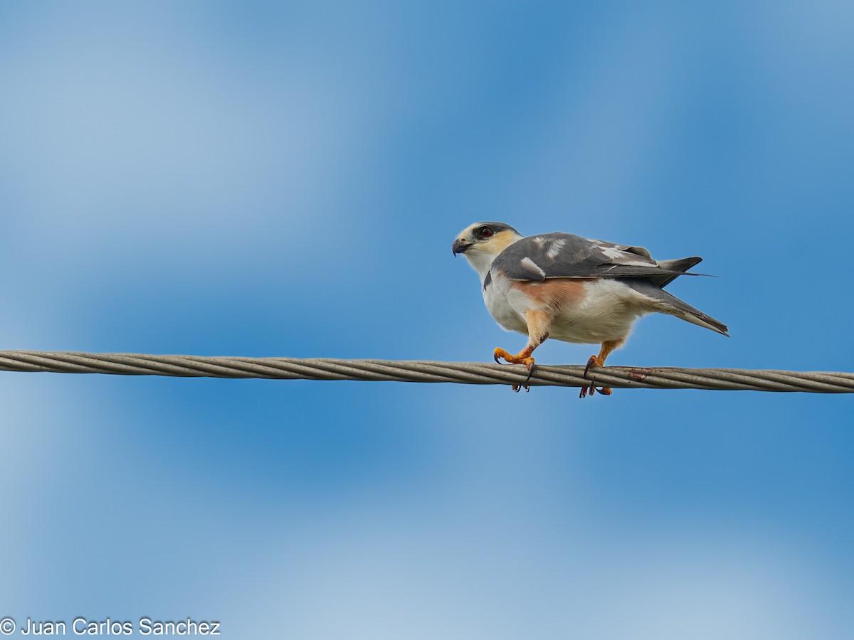 Élanion perle - ML644895804