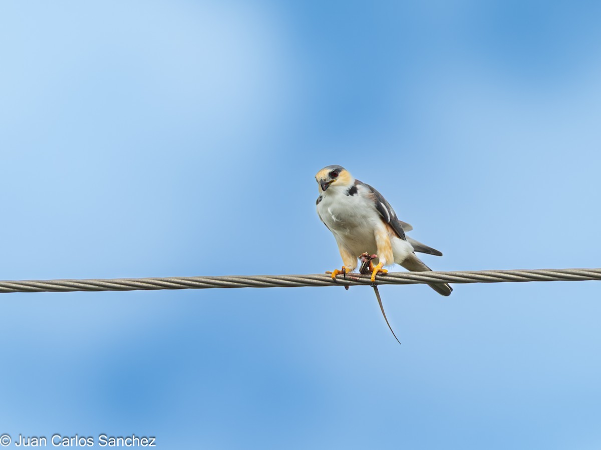 Élanion perle - ML644895805