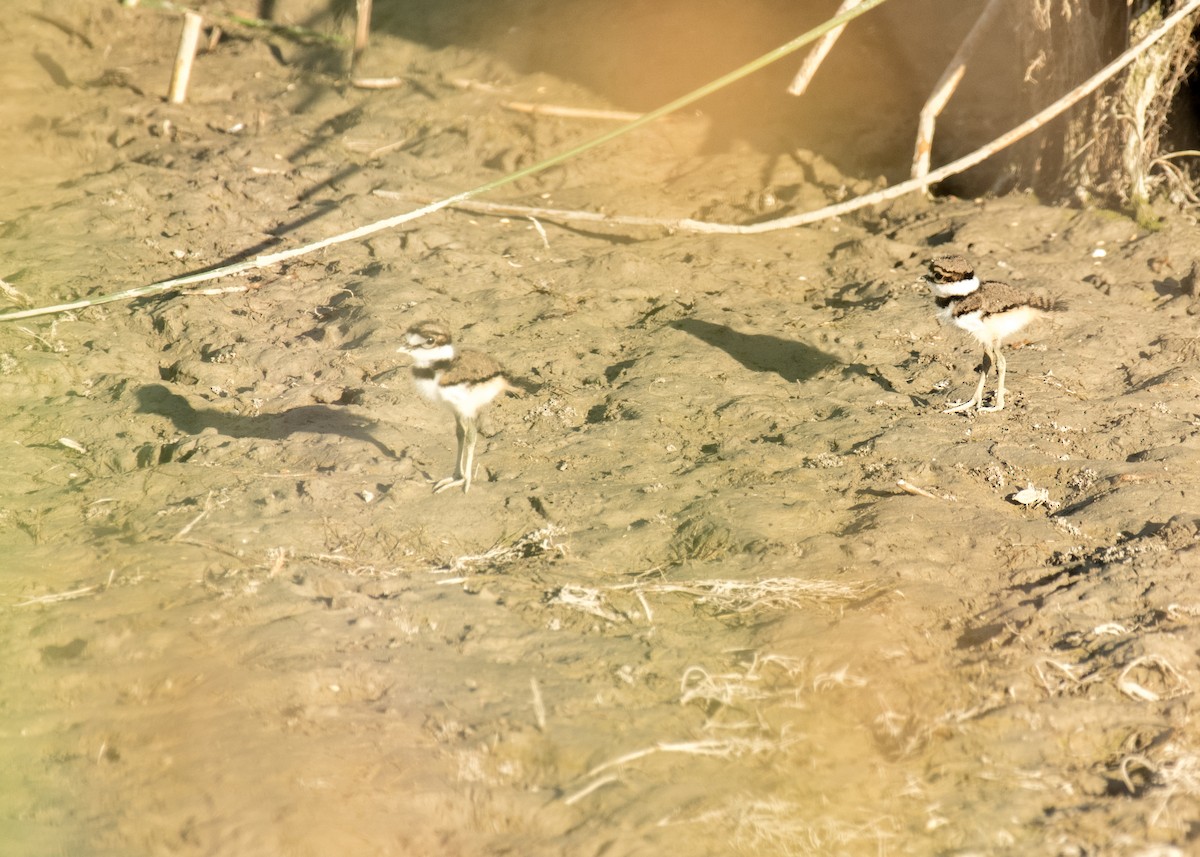 Killdeer - ML644895809