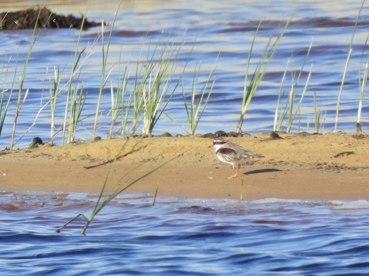 Black-fronted Dotterel - ML644895813
