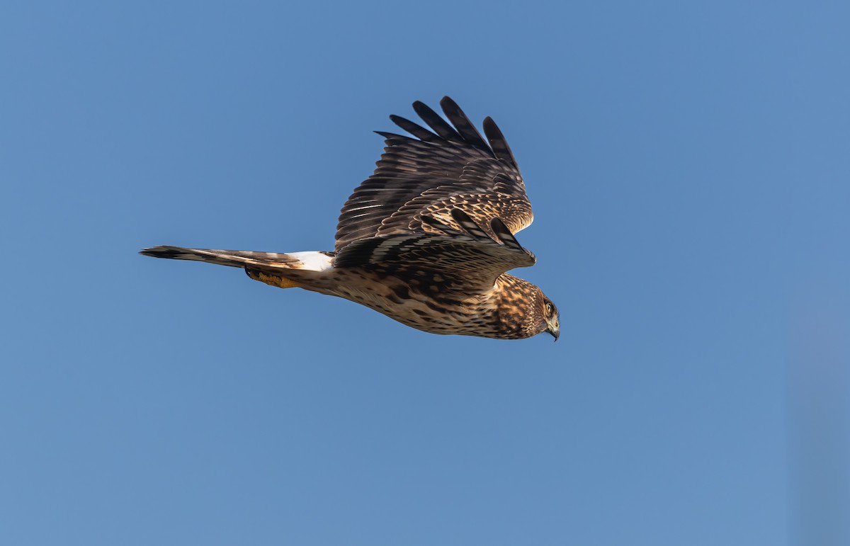 Northern Harrier - ML644895815