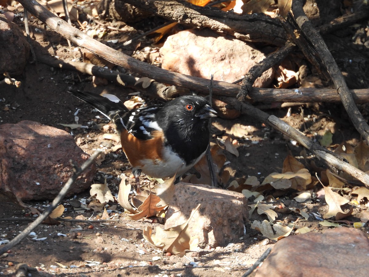 Spotted Towhee - ML644895817