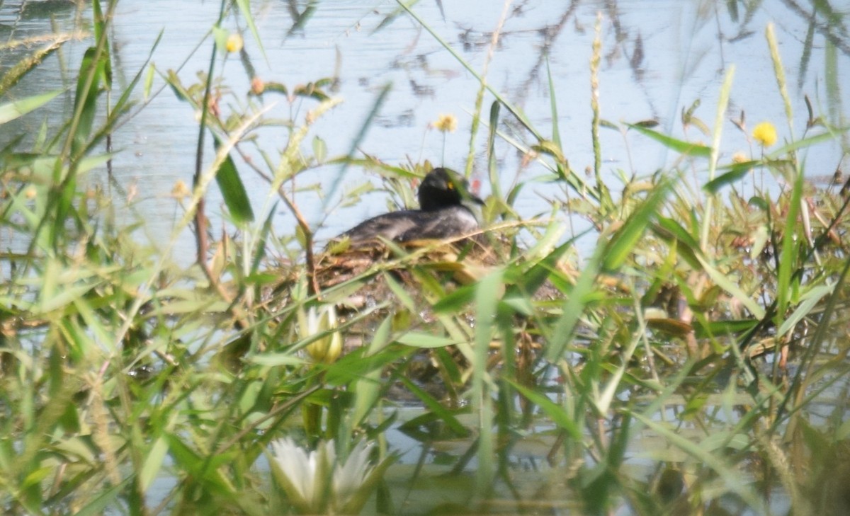 Least Grebe - ML644895819
