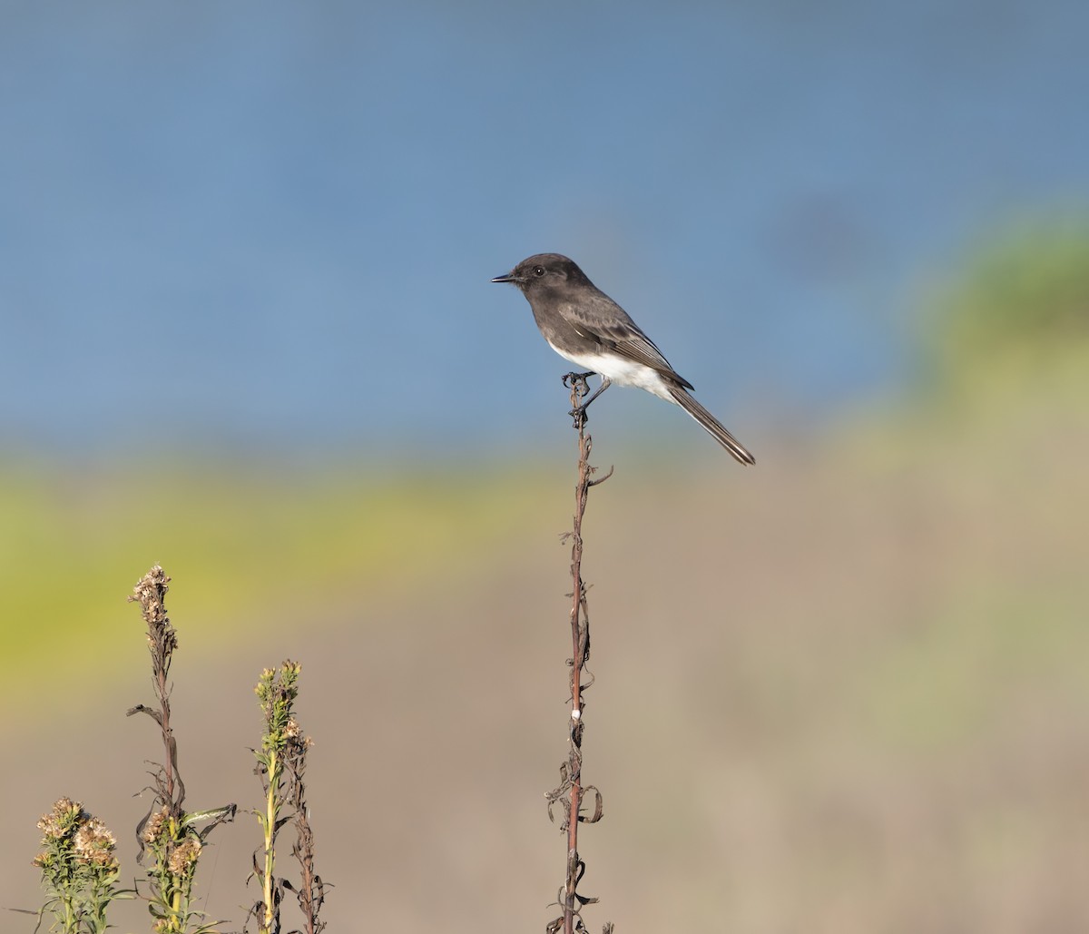 Black Phoebe - ML644895834