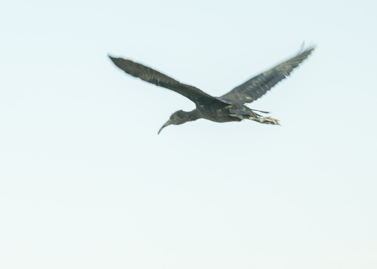 White-faced Ibis - ML644895846