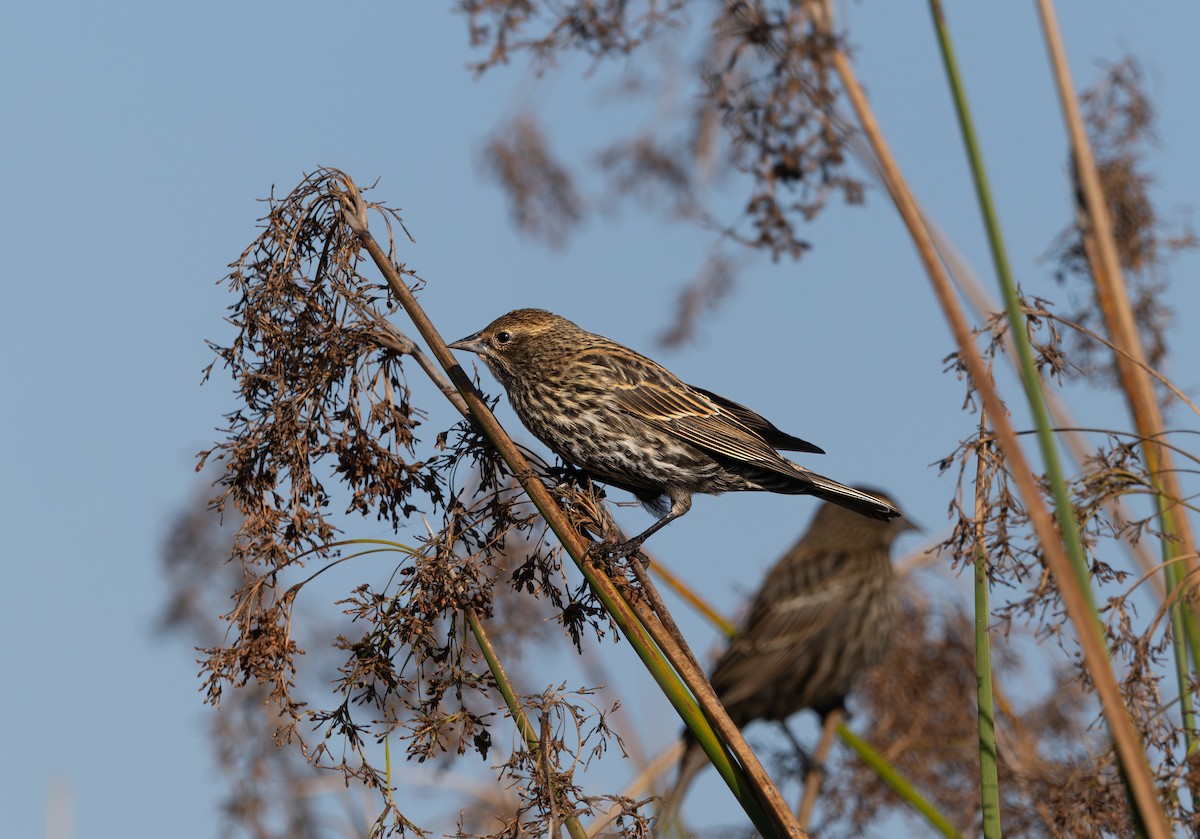 Красноплечий трупиал - ML644895852