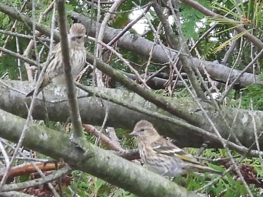 Pine Siskin - ML644895869