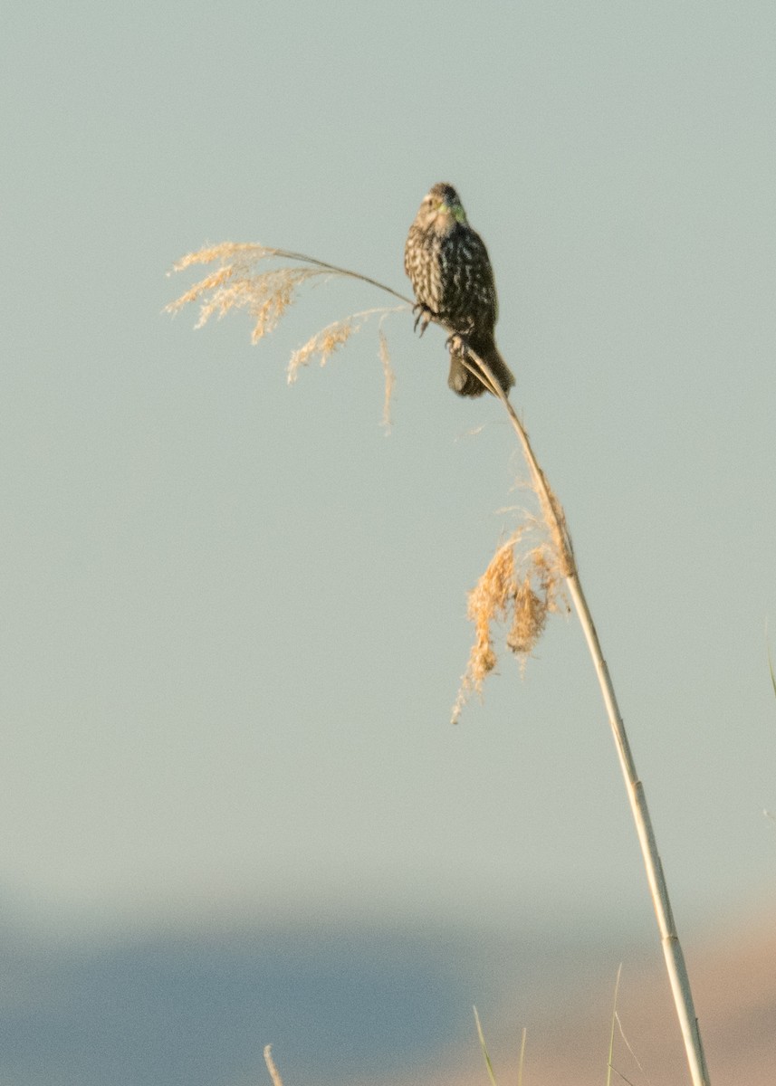 Red-winged Blackbird - ML644895870