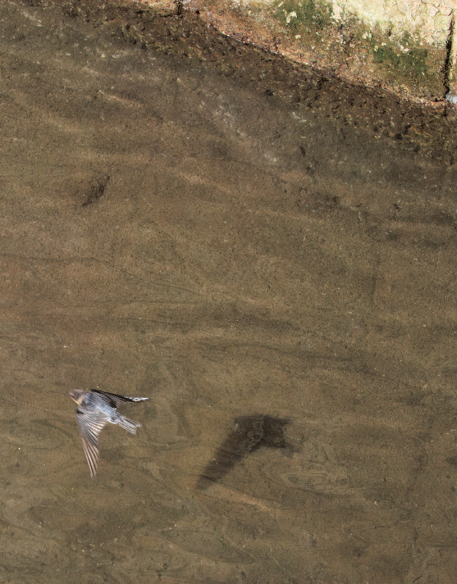 House Swift - ML644895871