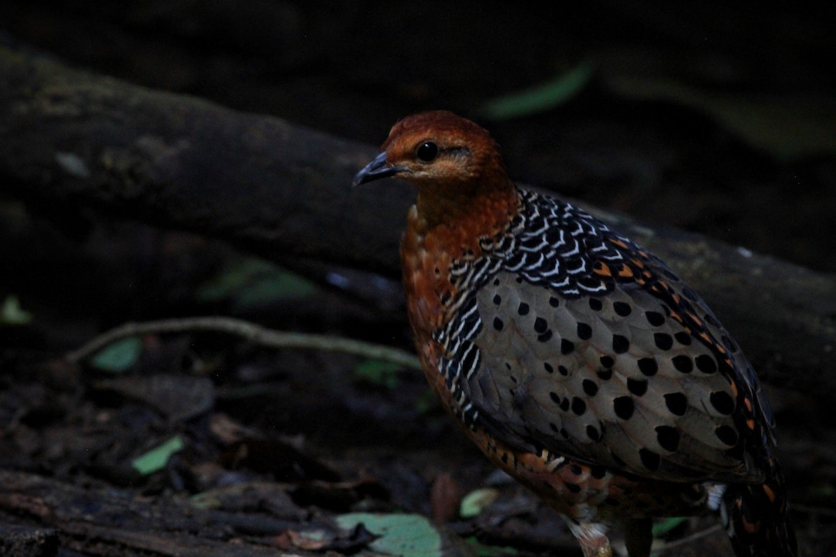 Kırmızı Başlı Kara Keklik - ML644895873