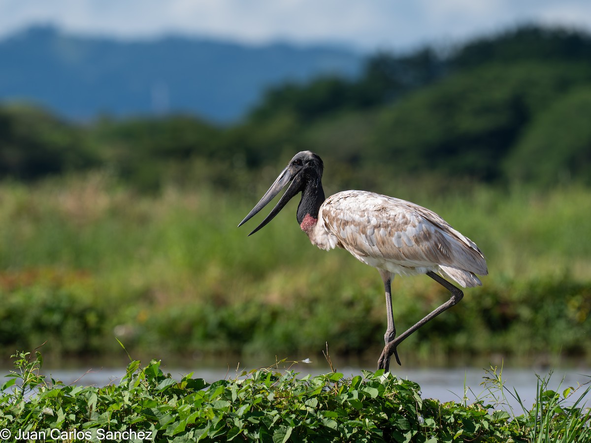 Jabiru d'Amérique - ML644895877