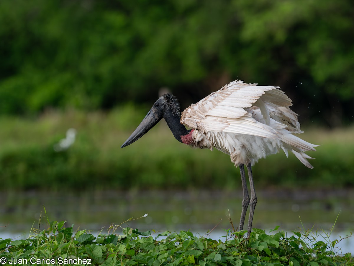 Jabiru d'Amérique - ML644895878