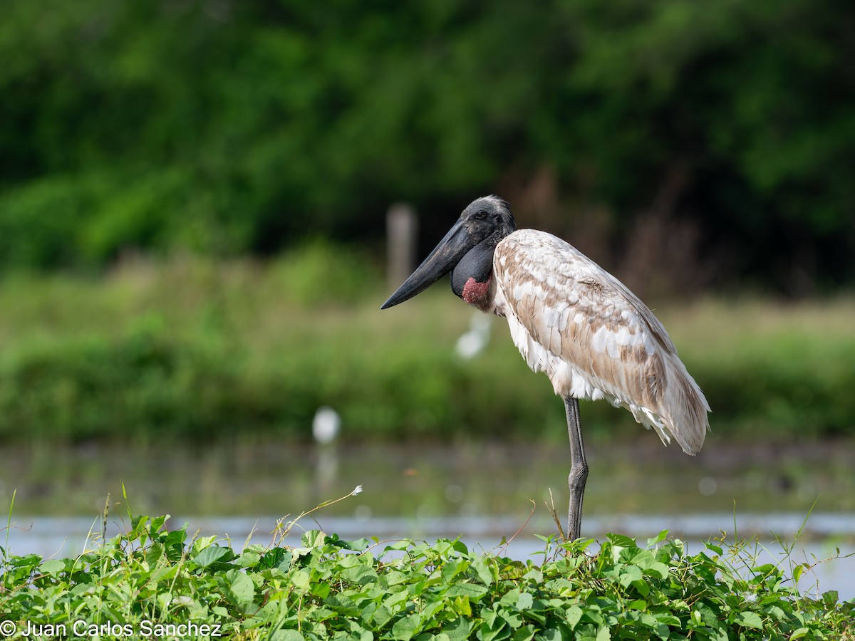 Jabiru d'Amérique - ML644895879