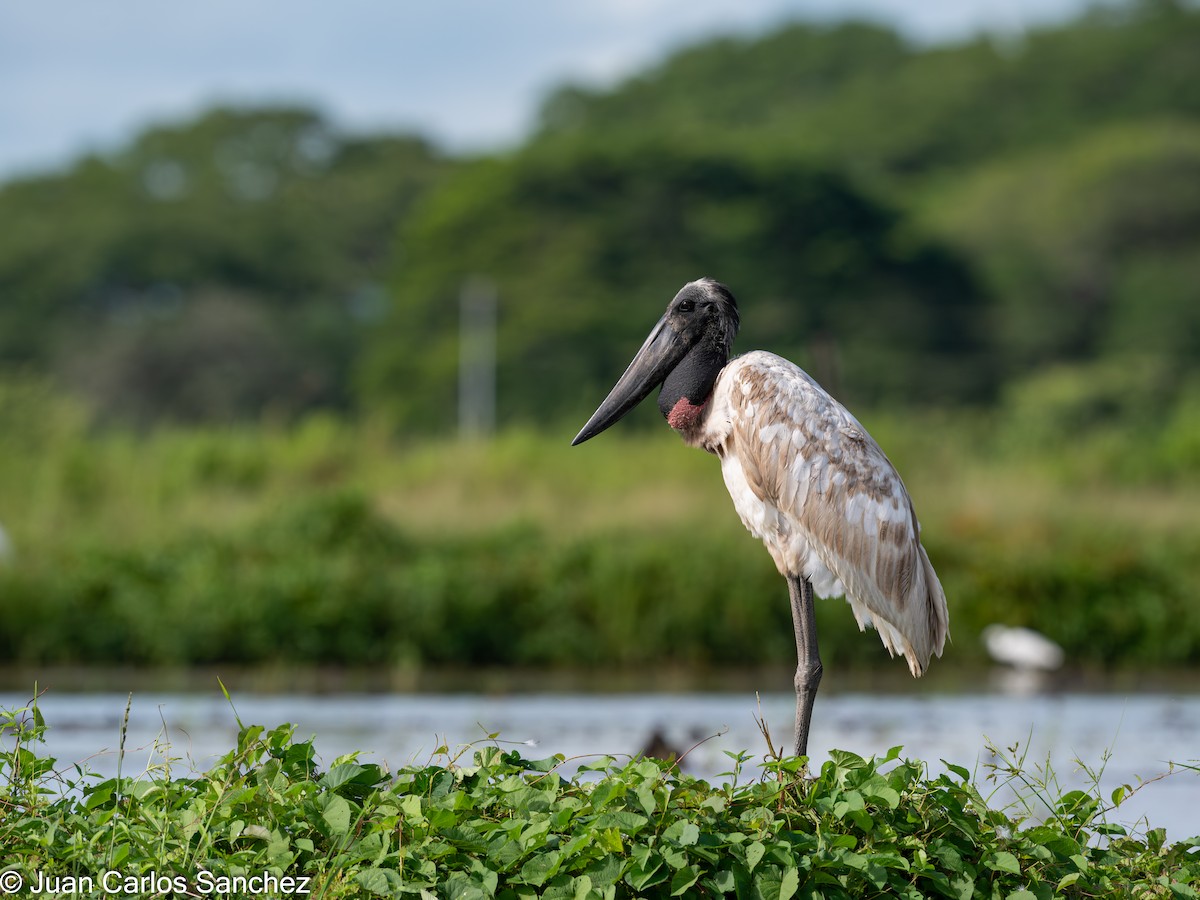 Jabiru d'Amérique - ML644895880