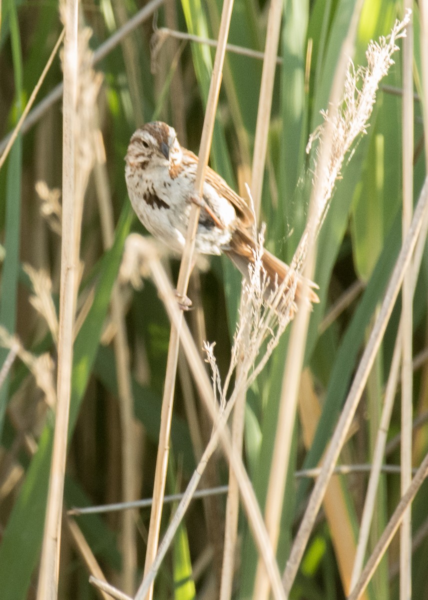 Song Sparrow - ML644895886