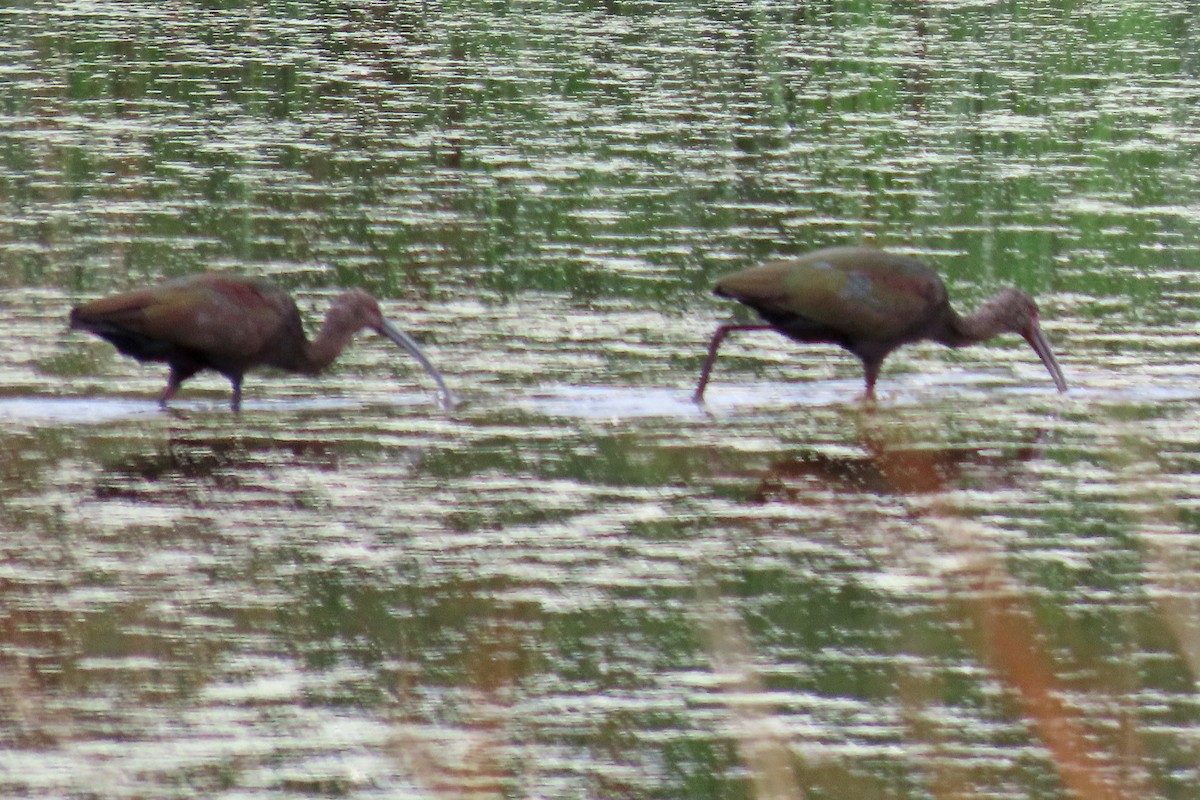 Beltzaran musuzuria - ML644895888