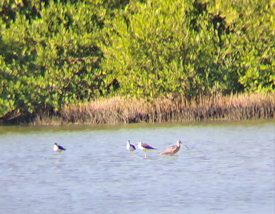 Marbled Godwit - ML644895896