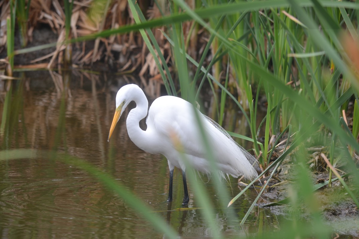 Garceta Grande - ML644895899