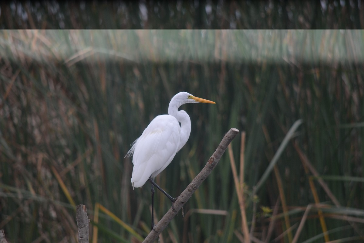 Garceta Grande - ML644895900