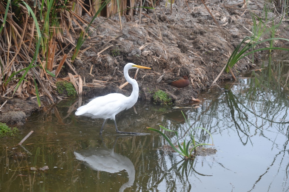 Garceta Grande - ML644895901