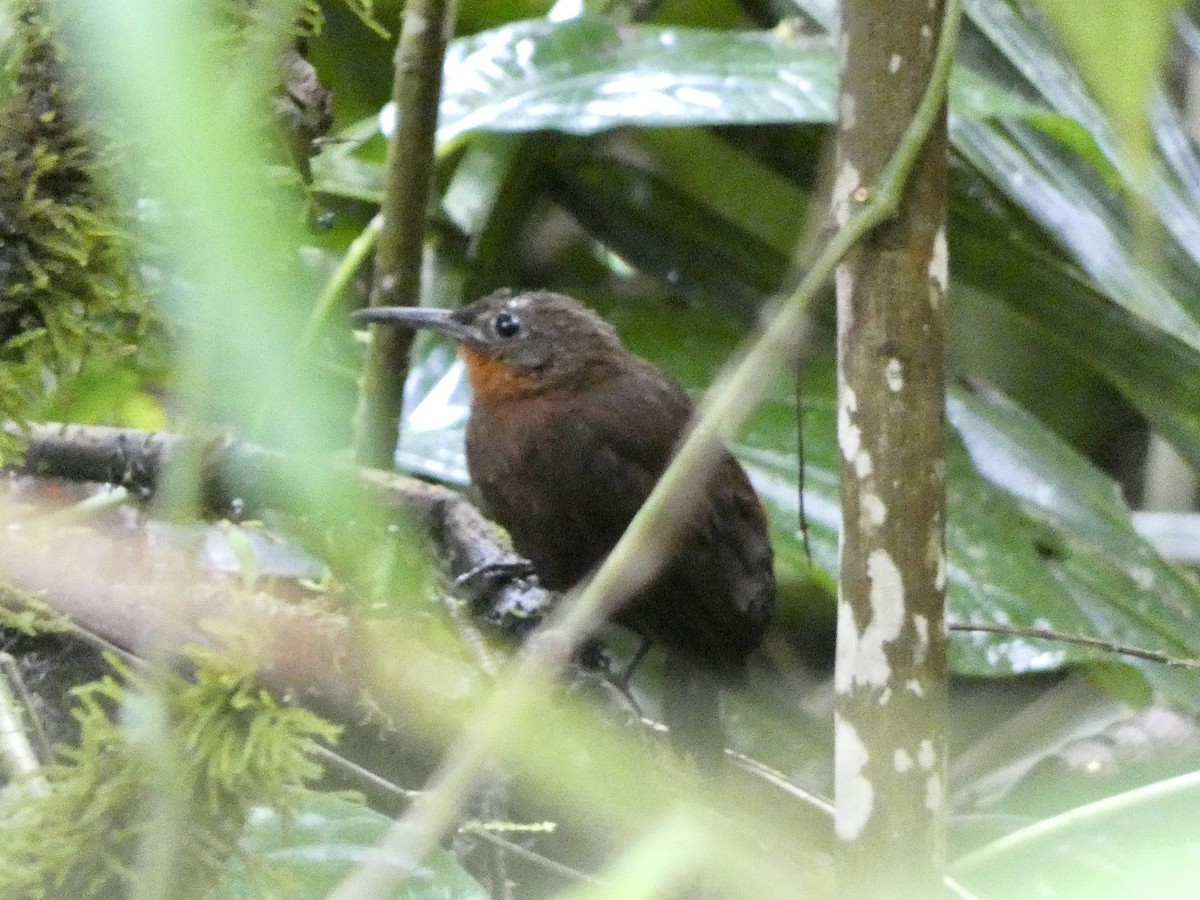 South American Leaftosser - ML644895904