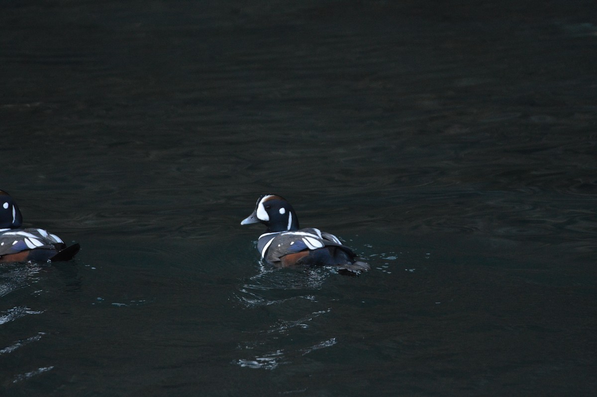 Harlequin Duck - ML644895905
