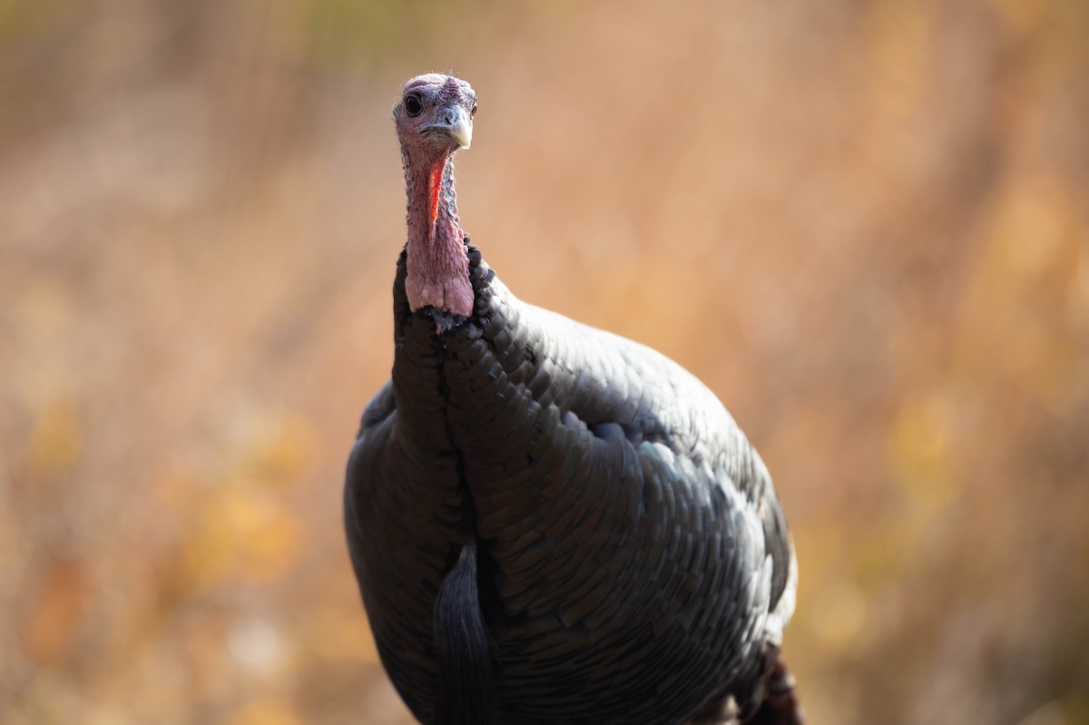 Guajolote Gallipavo - ML644895915