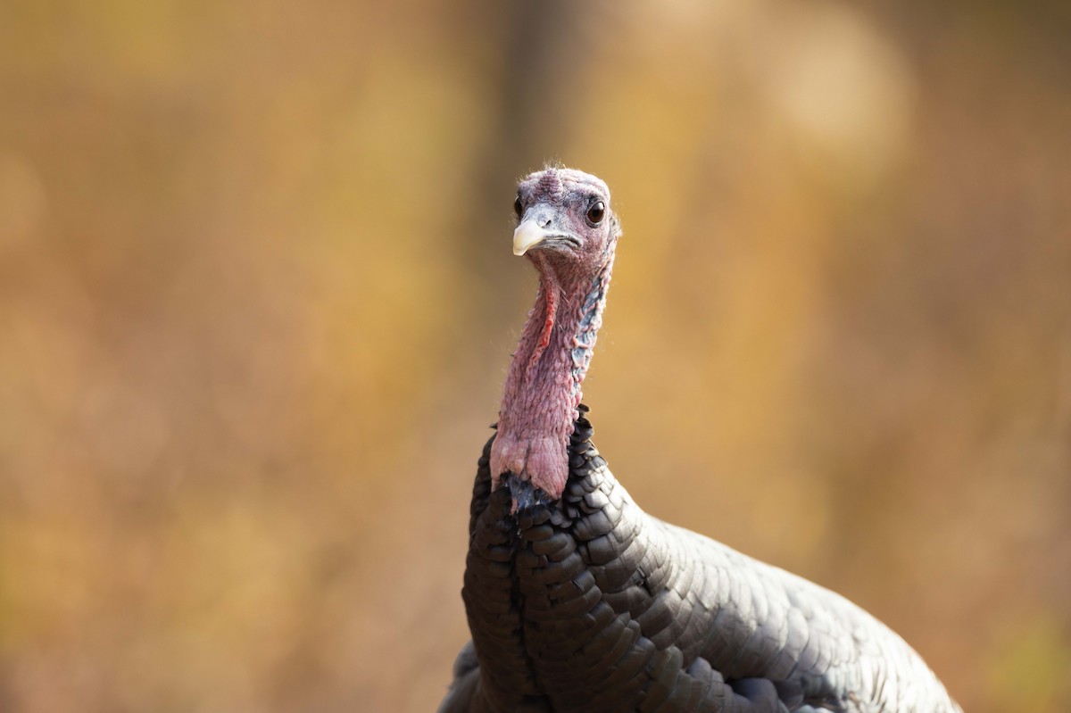 Guajolote Gallipavo - ML644895916