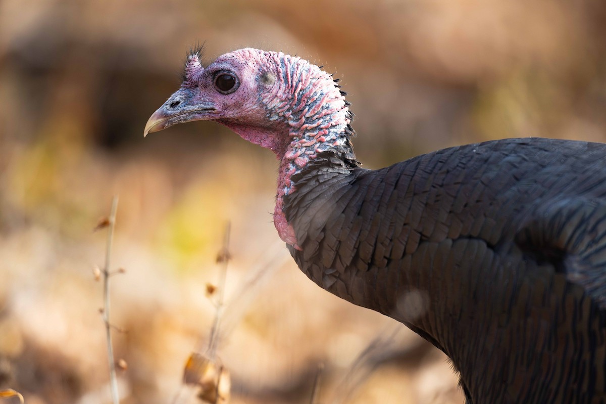 Guajolote Gallipavo - ML644895917