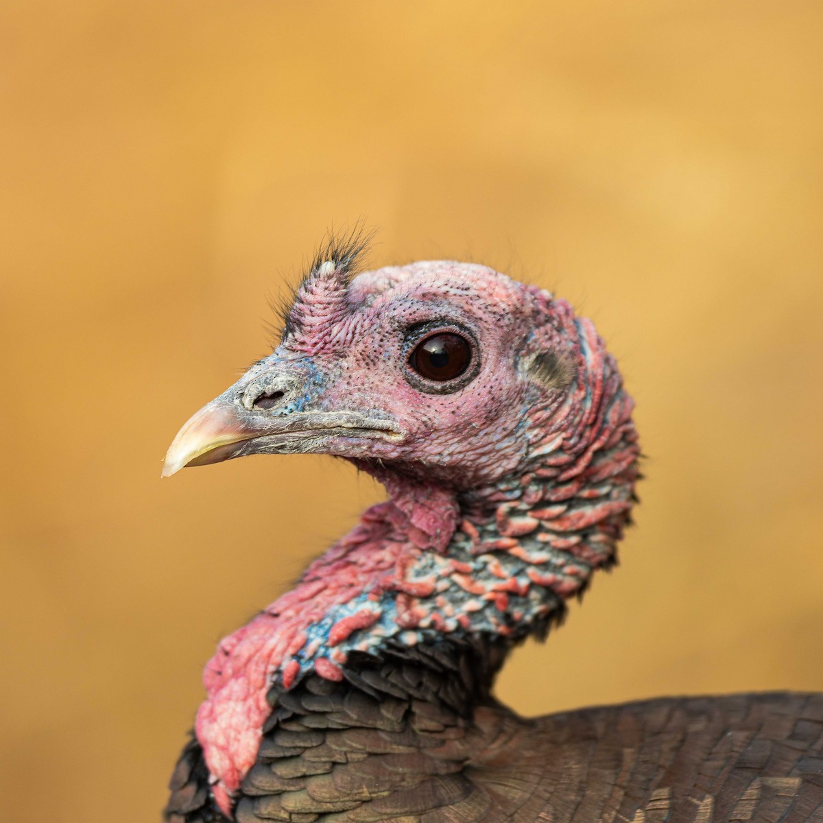 Guajolote Gallipavo - ML644895918