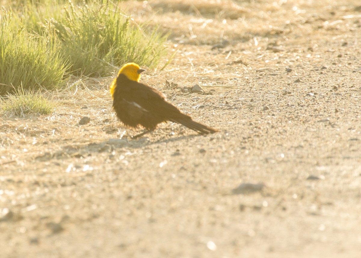 Yellow-headed Blackbird - ML644895920