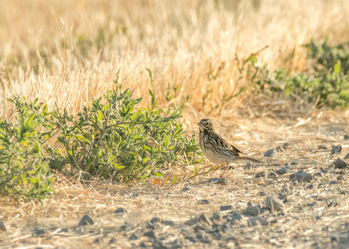 Savannah Sparrow - ML644895948