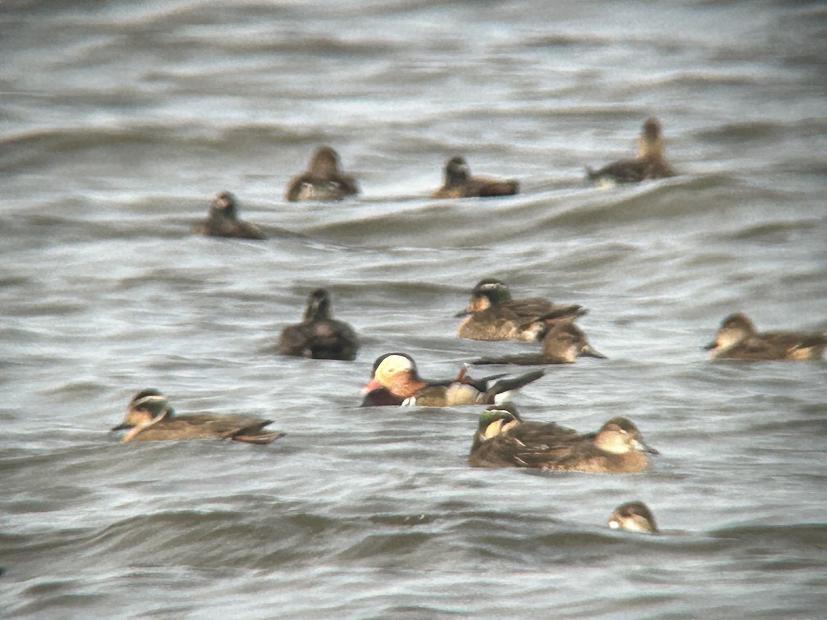 鴛鴦 - ML644895954