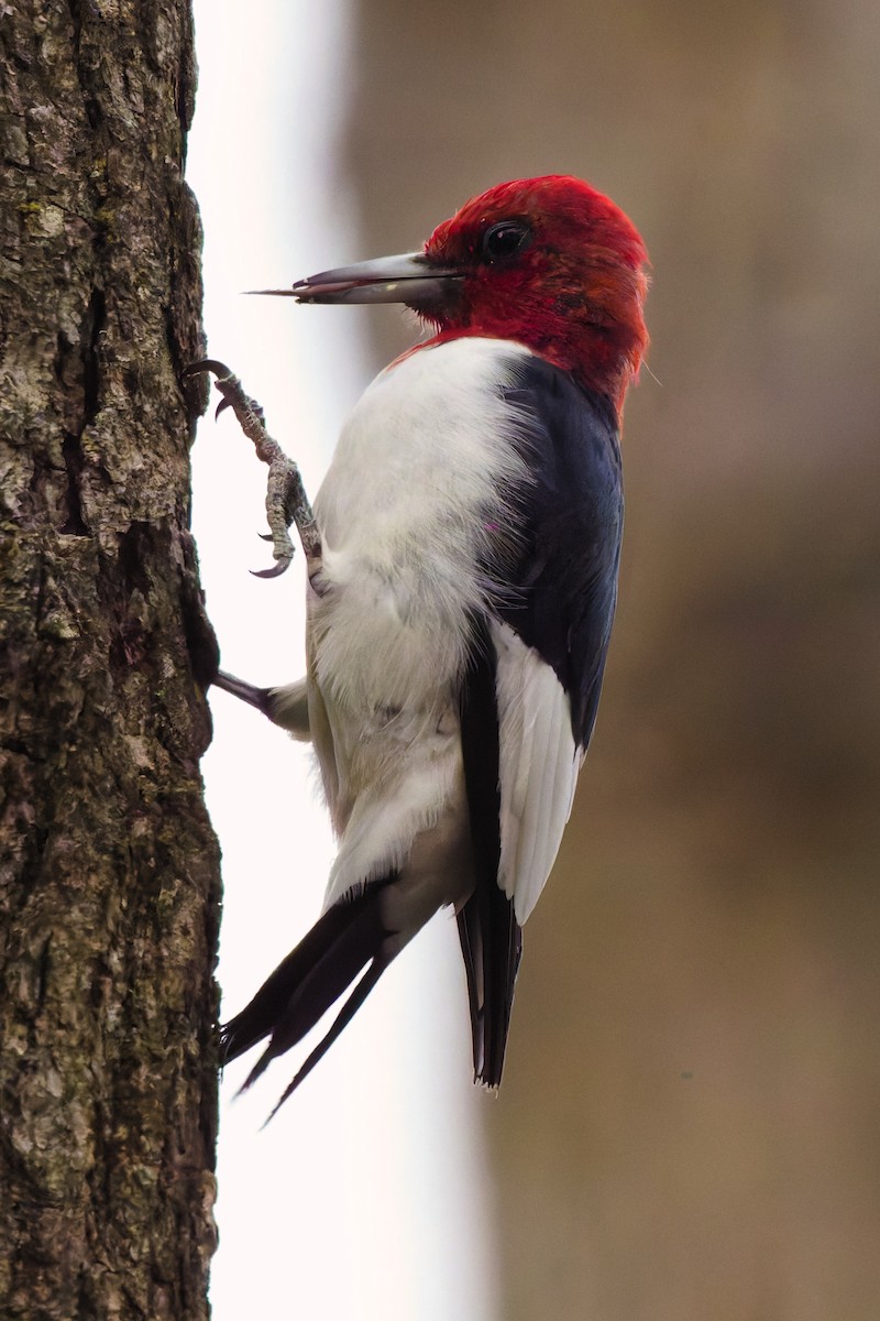 Red-headed Woodpecker - ML644895960
