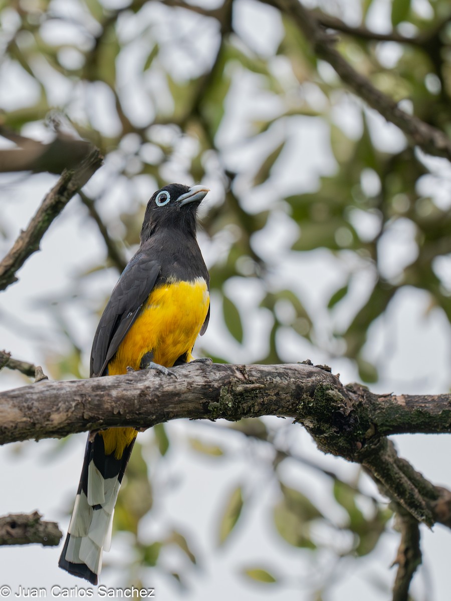 Trogon à tête noire - ML644895965
