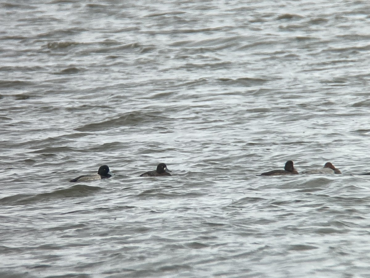 Bergente - ML644895985