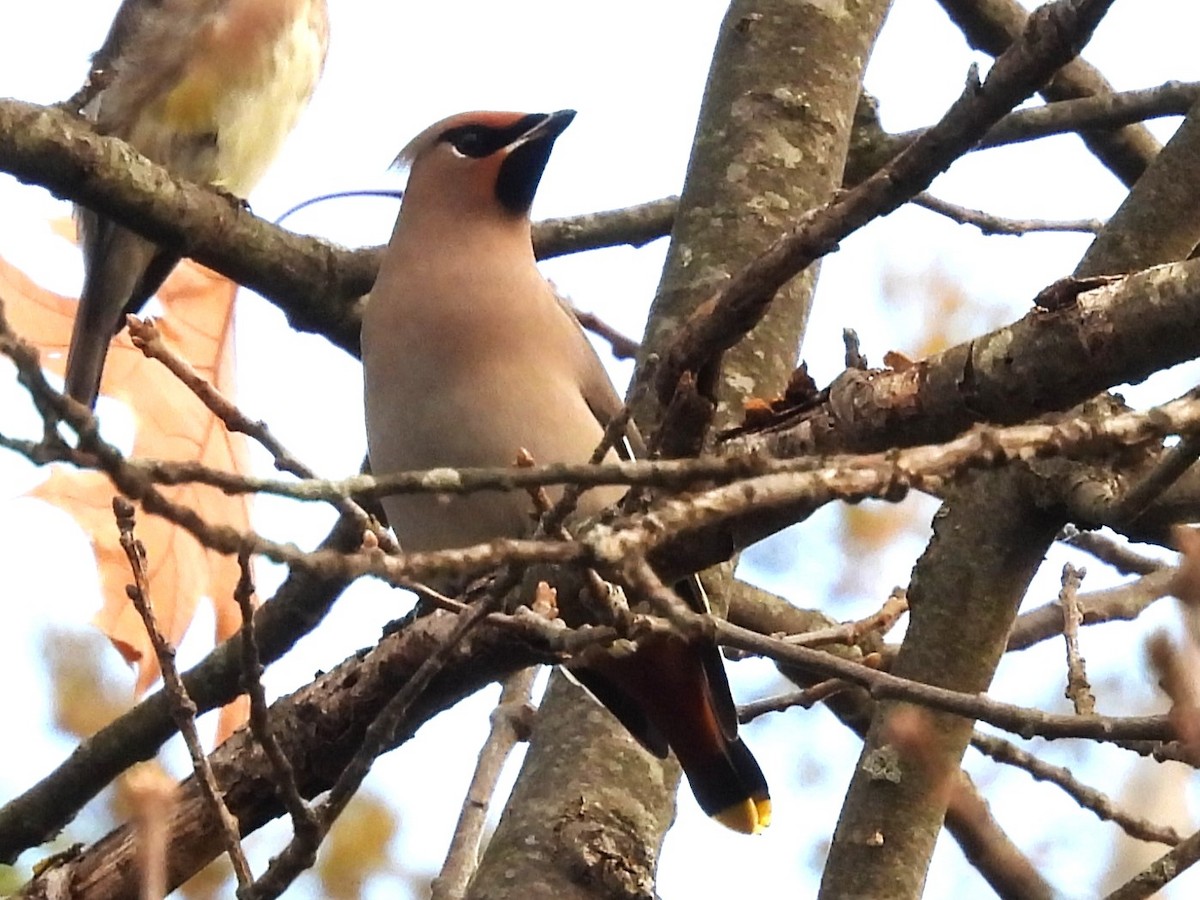 Bohemian Waxwing - ML644895993