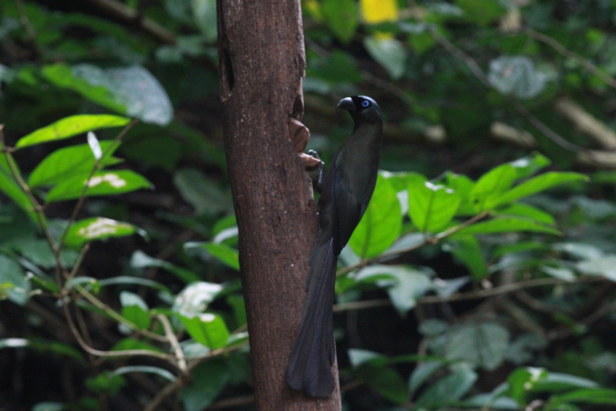 Ракетохвостая сорока - ML644895995