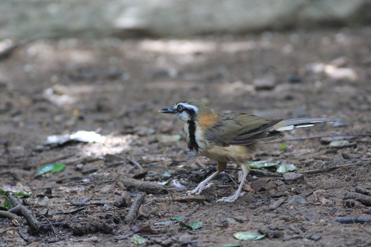 Lesser Necklaced Laughingthrush - ML644896000