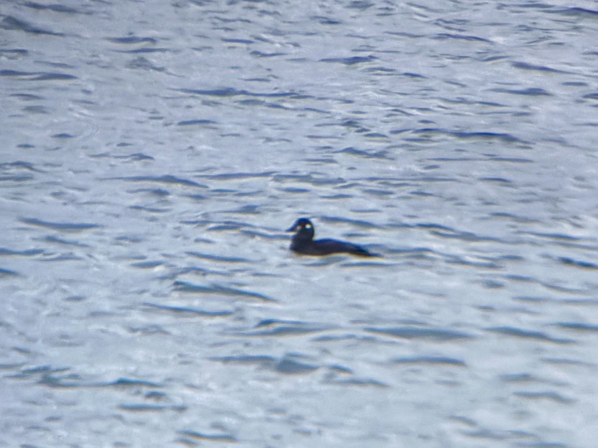 Harlequin Duck - ML644896003