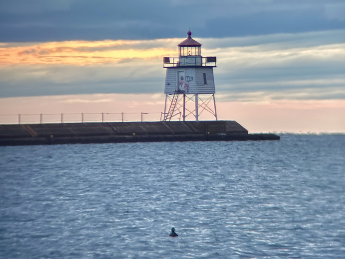 Harlequin Duck - ML644896004
